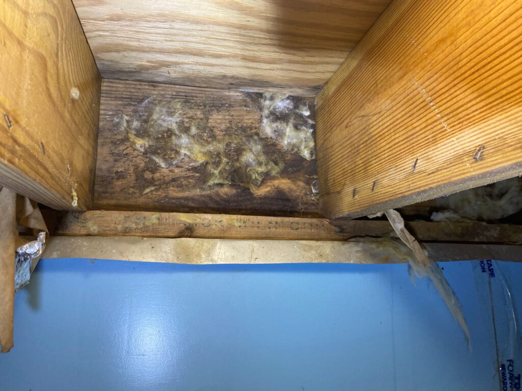 crawl-space-mold-treatment